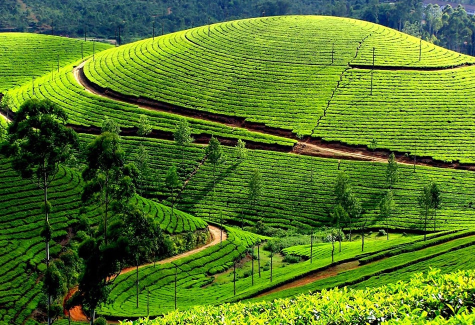 Bangalore-Mysore-Ooty Kodaikanal Package